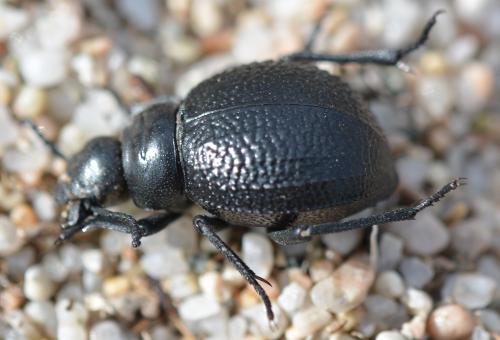 Pimelia payraudi